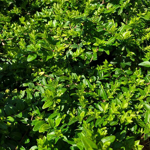 Close-up of white lonicera flowers on Thunderbolt® Box Honeysuckle Bush blooming in late spring.