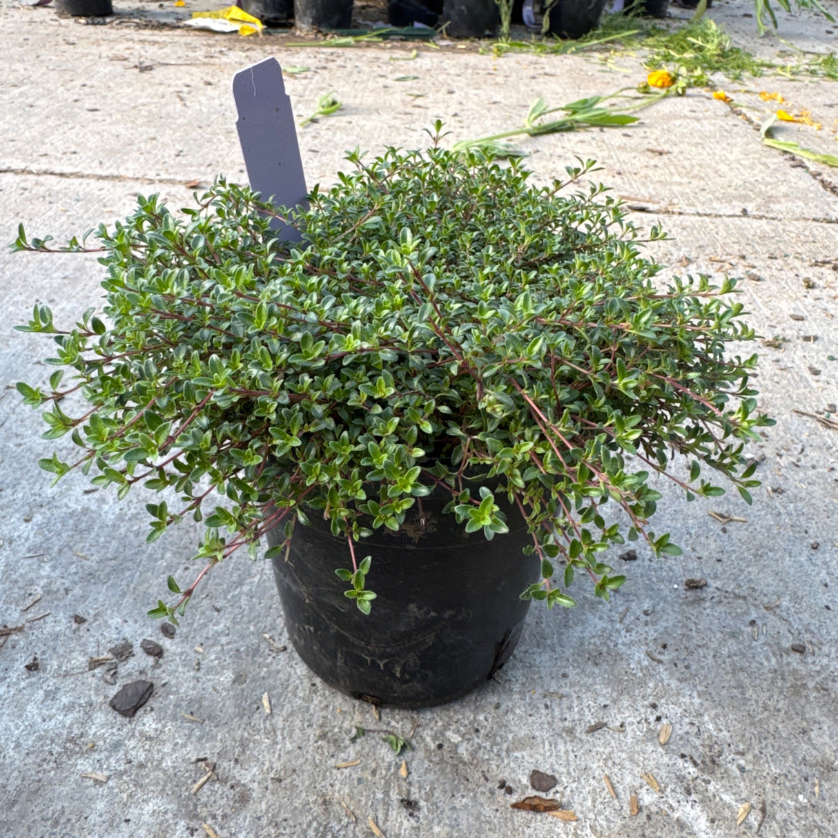 Creeping Thyme