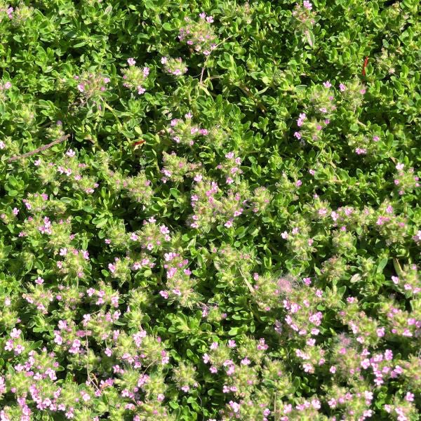 Perennial foliage of Creeping Thyme (Thymus praecox 'Coccineus') in a garden setting.