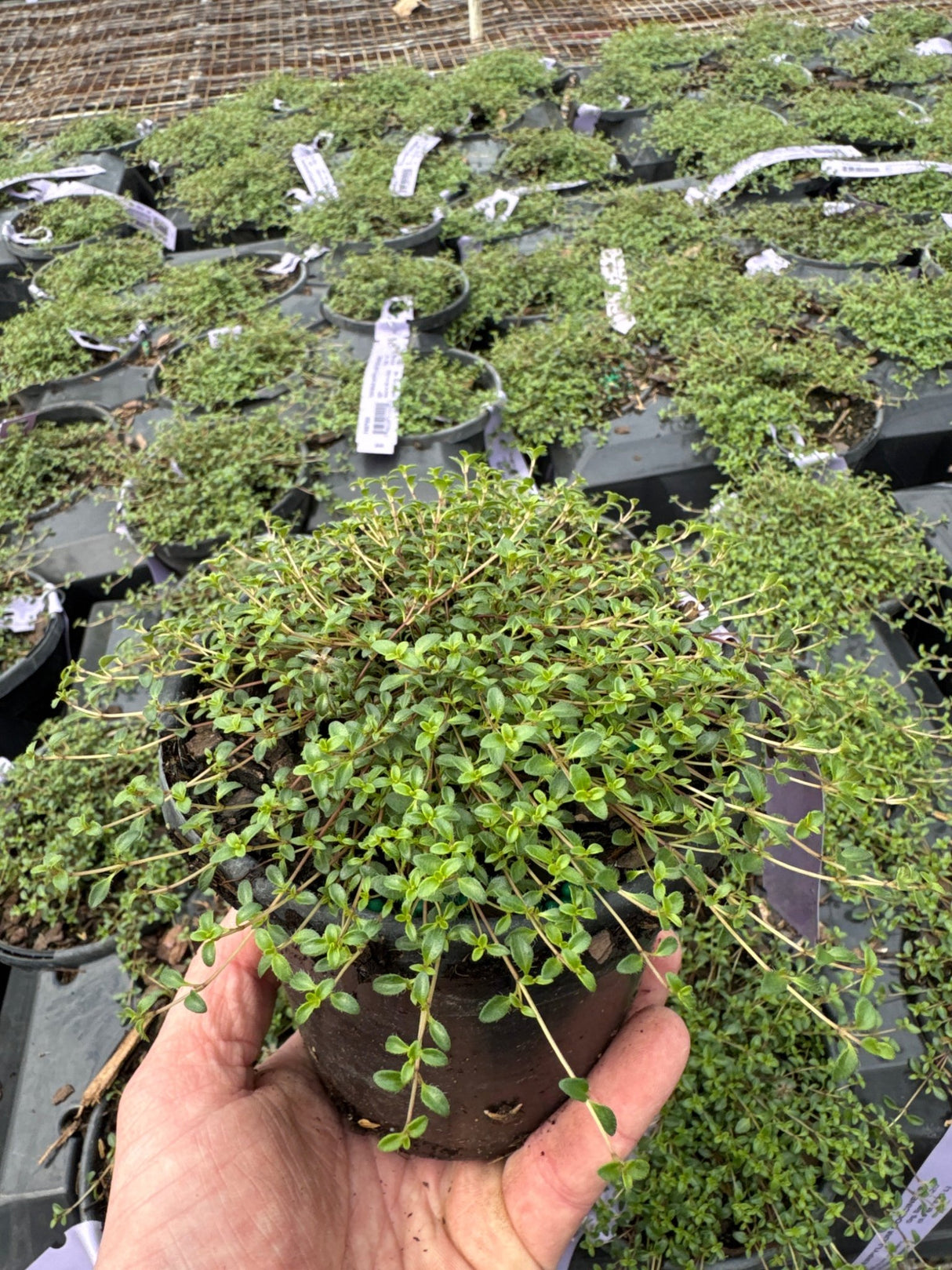 Creeping Thyme (Thymus praecox 'Coccineus') growing in a garden landscape, showing mature perennial form.