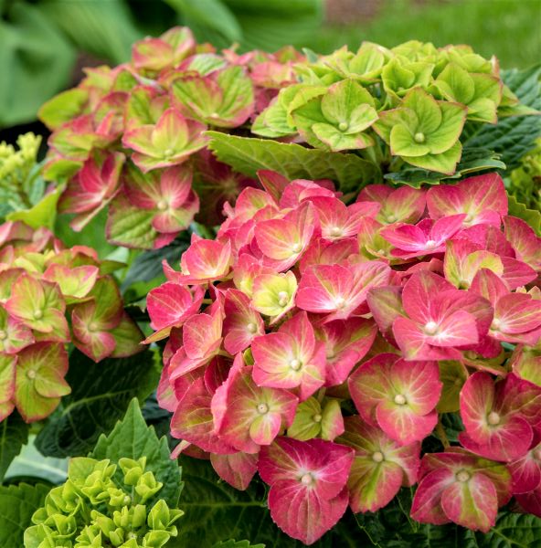 Tilt-A-Swirl® Hydrangea