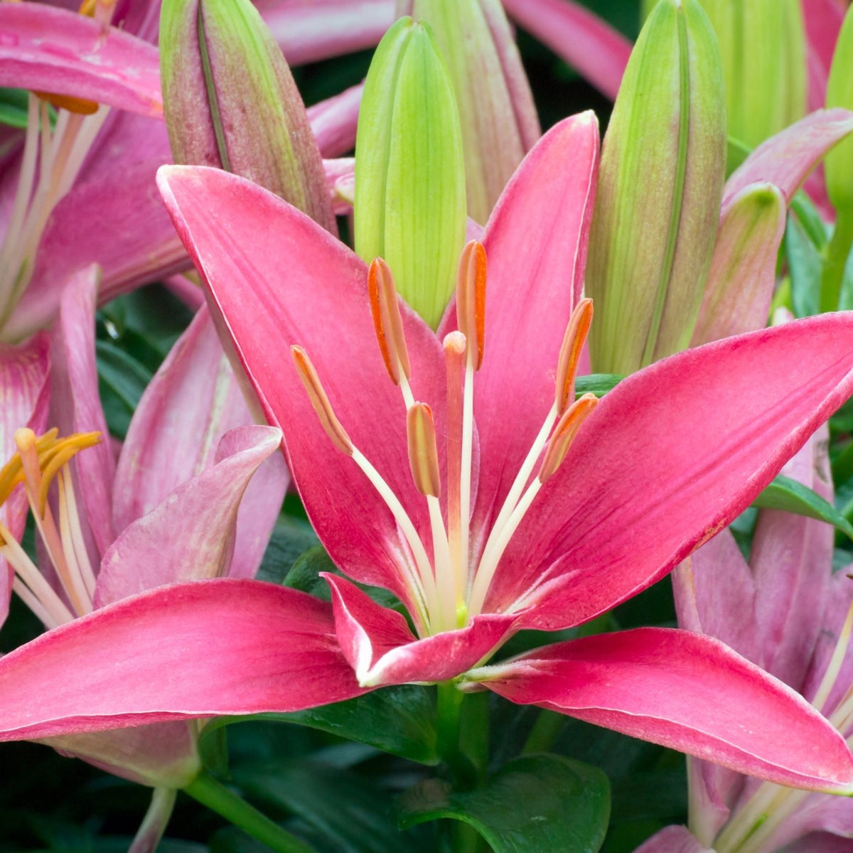 tiny todd asiatic lily Tiny Pearl Asiatic Lily: Dwarf Pink Blooms