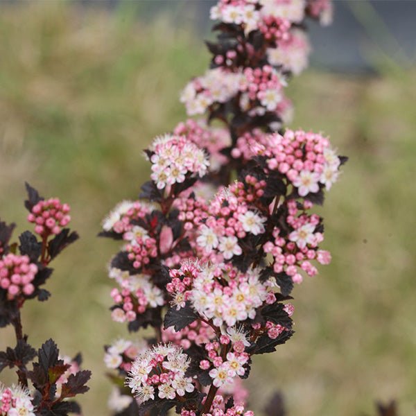 Close-up of pink physocarpus flowers on Tiny Wine® Ninebark blooming in late spring to early summer.