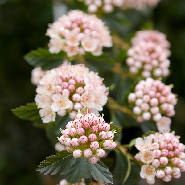 Tiny Wine® Ninebark (Physocarpus opulifolius 'SMPOTW') foliage and growth habit in the landscape.