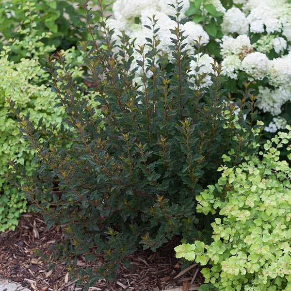 Tiny Wine® Ninebark (Physocarpus opulifolius 'SMPOTW') growing in a garden landscape, showing mature shrub form.