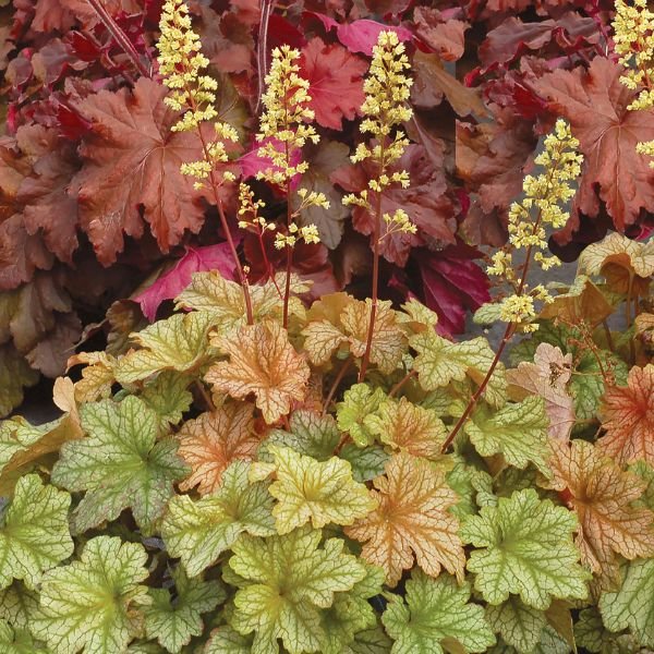Topaz Jazz Coral Bells (Heuchera 'Topaz Jazz' PPAF), a perennial featuring yellow flowers and perennial.