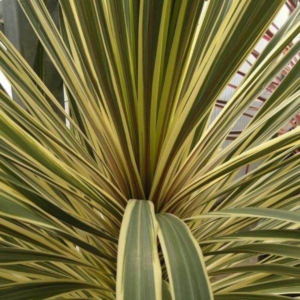 Close-up of white cordyline flowers on Torbay Dazzler Cordyline blooming in early summer to late summer.