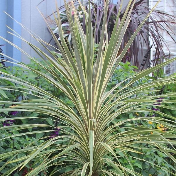 Torbay Dazzler Cordyline (Cordyline australis 'Torbay Dazzler'), a tree featuring white flowers and evergreen.