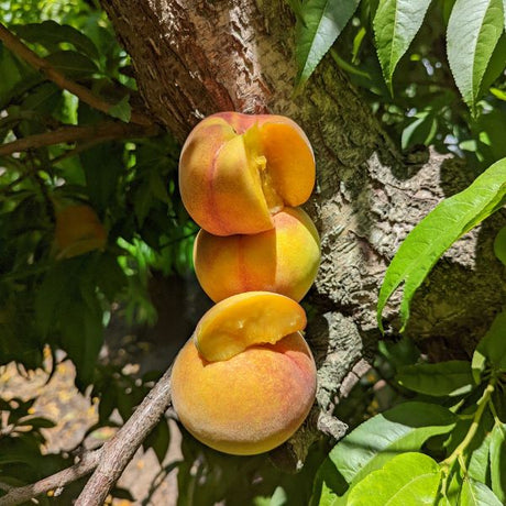 Tropic Prince Peach Tree - Nature Hills Nursery - #3 Container -