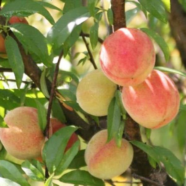 Tropic Snow Peach Tree - Nature Hills Nursery - #3 Container -