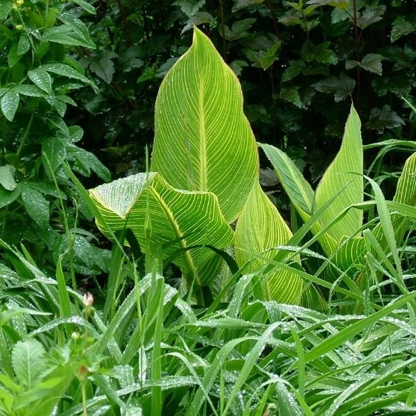 Tropicanna® Gold Canna - Nature Hills Nursery - #3 Container -