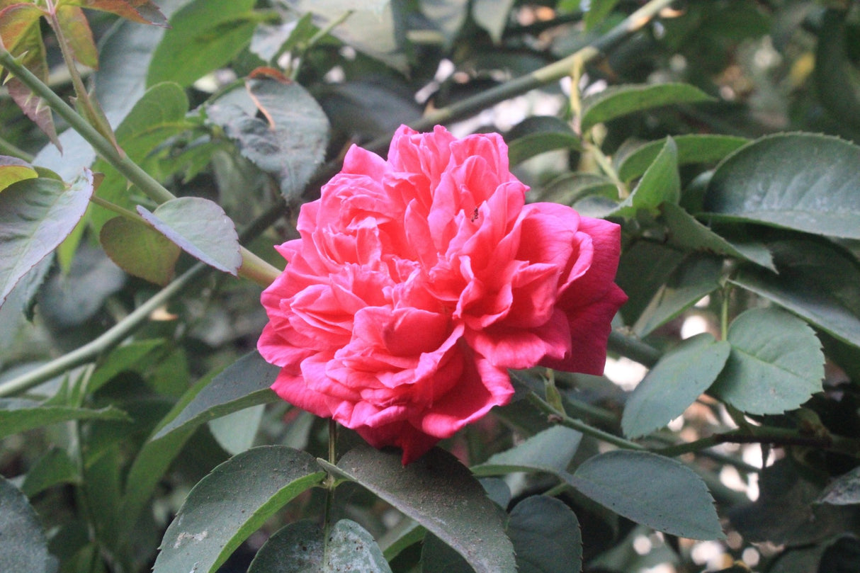 True Bloom™ True Inspiration™ Hybrid Tea Rose - Bush - Nature Hills Nursery - 2 Container -