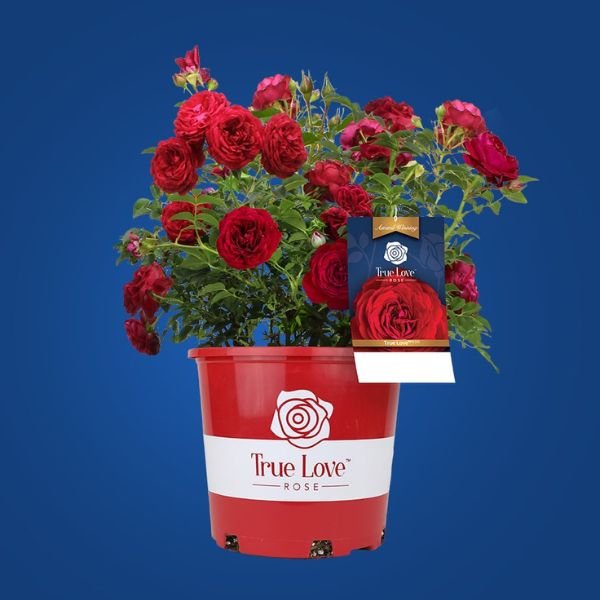 True Bloom™ True Love™ Hybrid Tea Rose (Rosa ‘ALTcaptain’ PP31,575), a shrub featuring red flowers and deciduous.