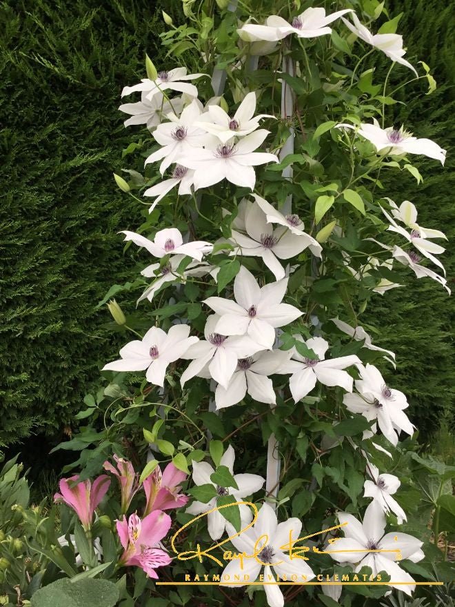 Tsukiko™ Clematis
