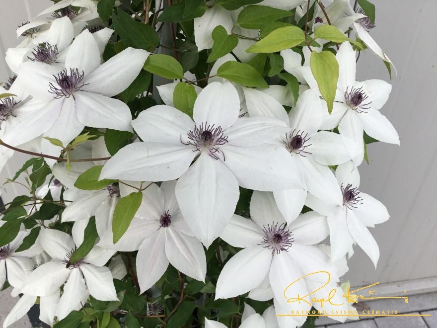 Tsukiko™ Clematis