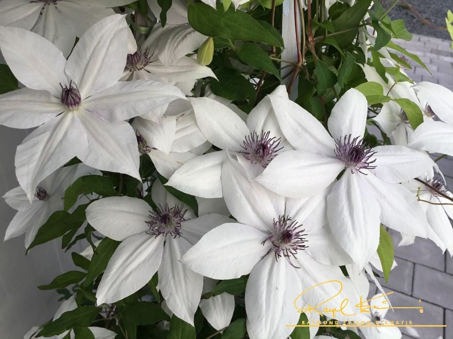 Tsukiko™ Clematis