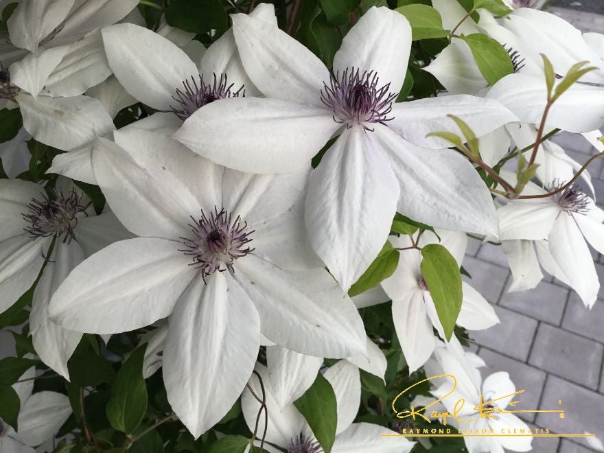Tsukiko™ Clematis