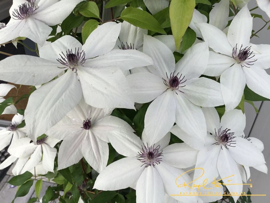 Tsukiko™ Clematis