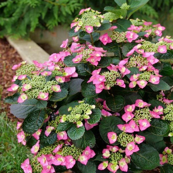Tuff Stuff Top Fun Reblooming Mountain Hydrangea Full Plant