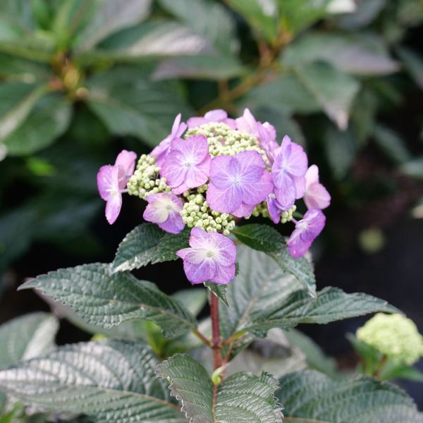 Tuff Stuff Top Fun Reblooming Mountain Hydrangea Close Up Blooms