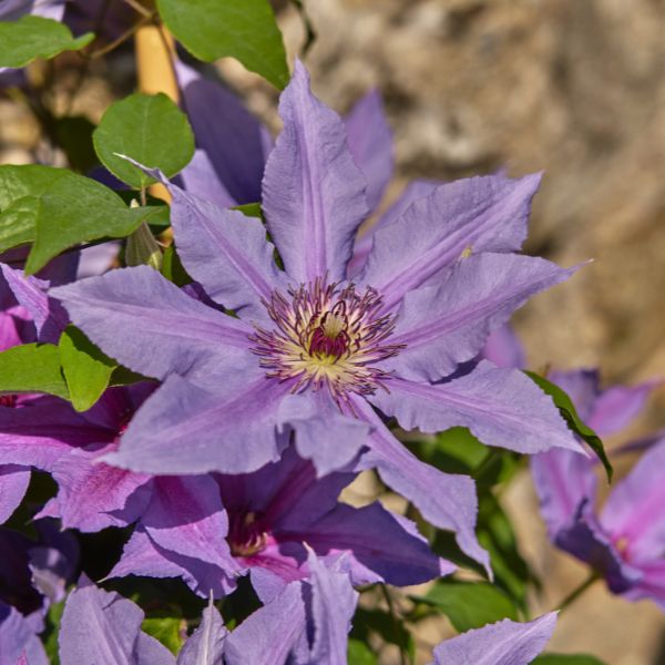 Tumaini™ Clematis (Clematis 'EviGsy151'), a perennial featuring purple flowers and perennial.