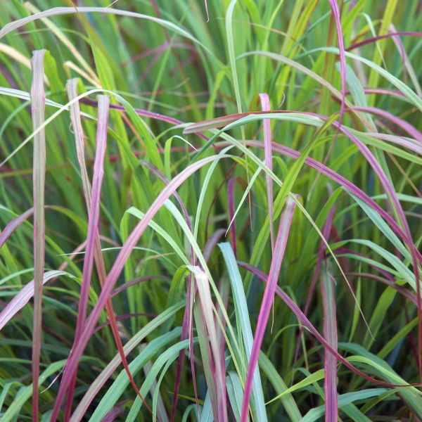Twilight Zone Little Bluestem Grass (Schizachyrium scoparium 'Twilight Zone'), a perennial featuring yellow, mixed flowers and perennial.