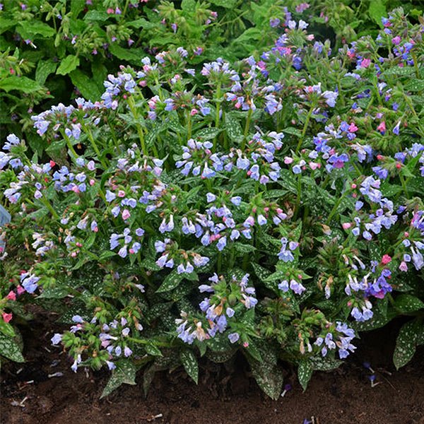 Twinkle Toes Lungwort (Pulmonaria x 'Twinkle Toes'), a perennial featuring blue, purple, pink flowers and perennial.