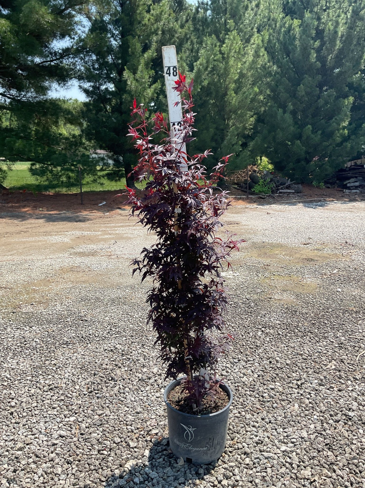 Twombly's Red Sentinel Japanese Maple Tree - Tree - Nature Hills Nursery - 3 Container -