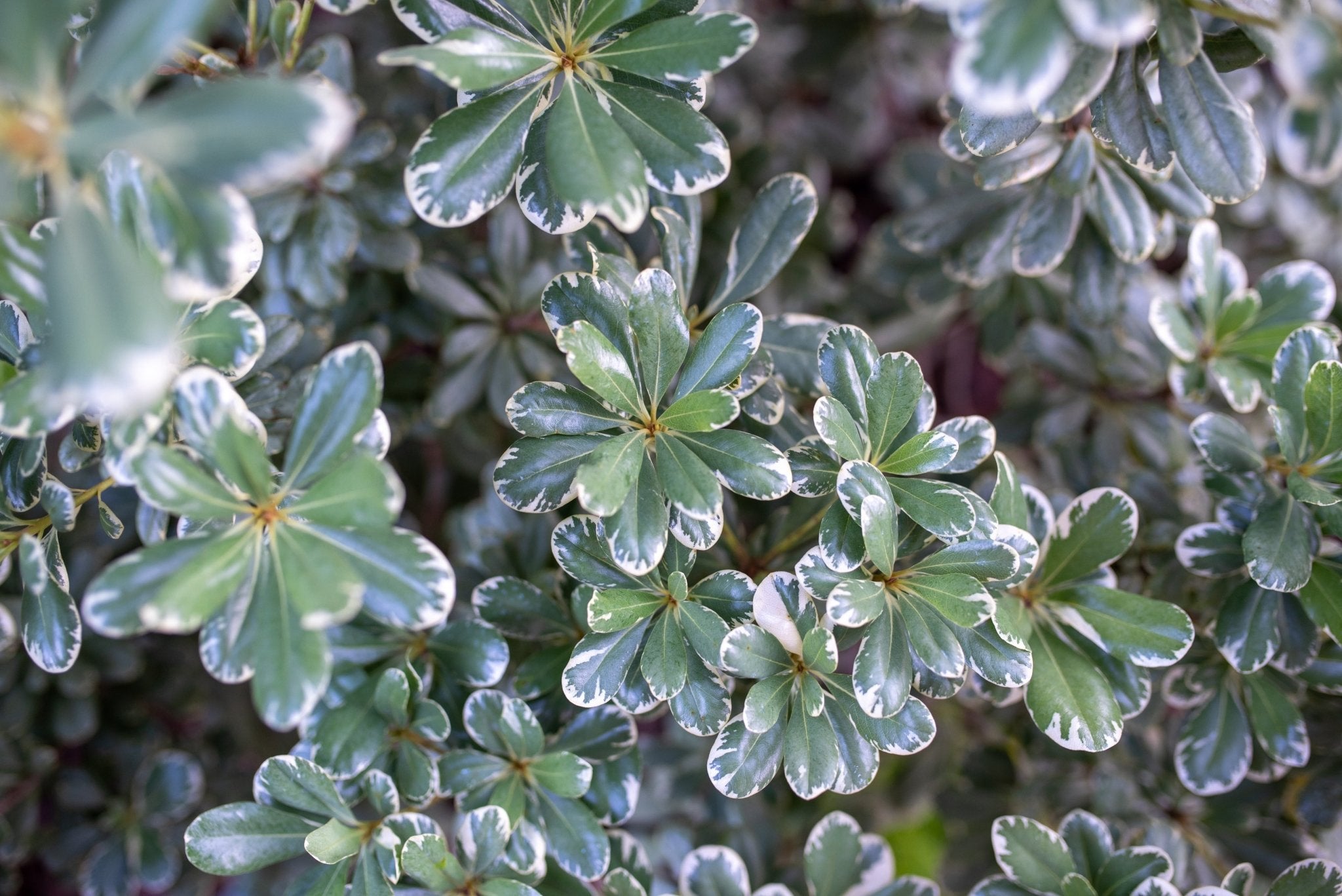 Variegated Japanese Pittosporum - Perennial - Nature Hills Nursery -
