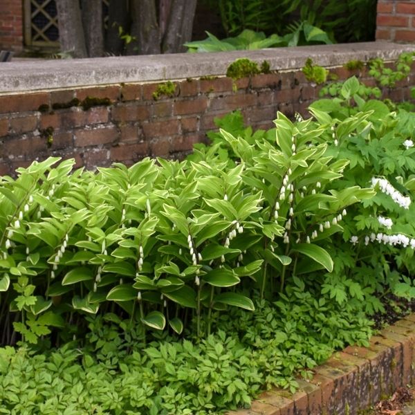 Close-up of white polygonatum flowers on Variegated Solomon's Seal blooming in late spring.