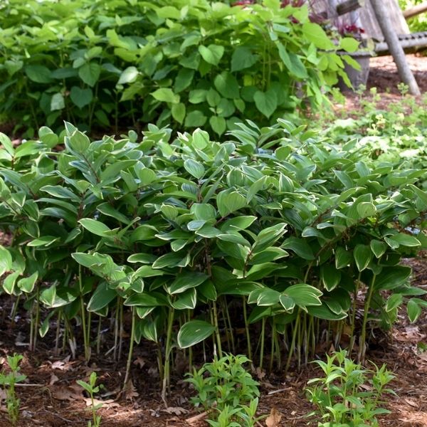 Perennial foliage of Variegated Solomon's Seal (Polygonatum odoratum 'Variegatum') in a garden setting.