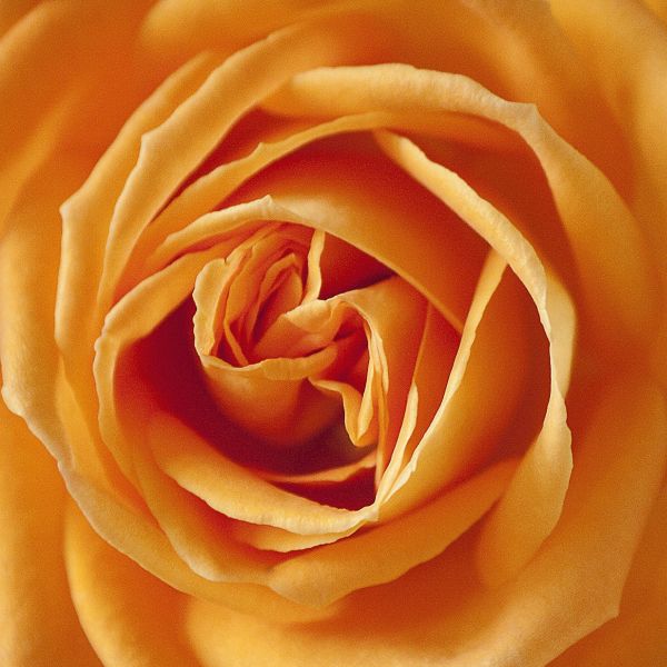 Close-up of orange rosa flowers on Vavoom™ Floribunda Rose Bush.