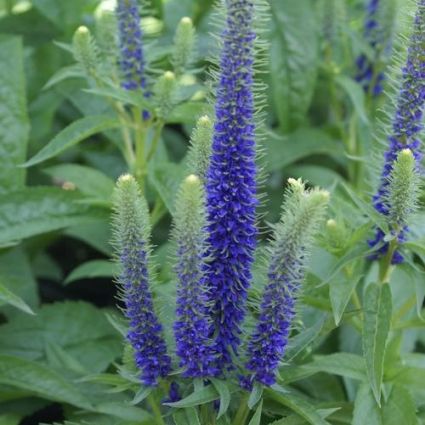 Close-up of blue veronica flowers on Royal Candles Speedwell Veronica blooming in early summer to late summer to early fall.