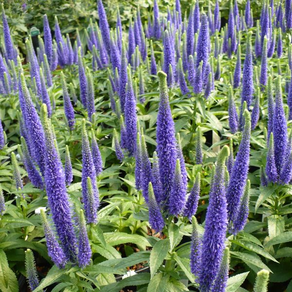 Perennial foliage of Royal Candles Speedwell Veronica (Veronica spicata 'Royal Candles') in a garden setting.