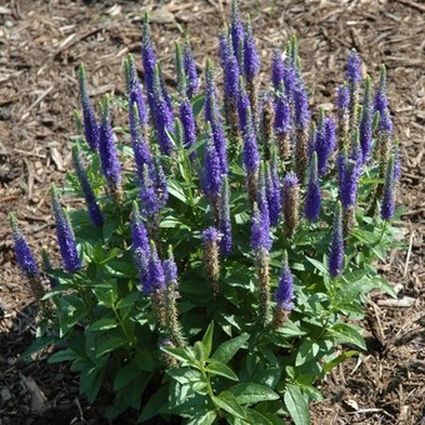Royal Candles Speedwell Veronica (Veronica spicata 'Royal Candles') growing in a garden landscape, showing mature perennial form.