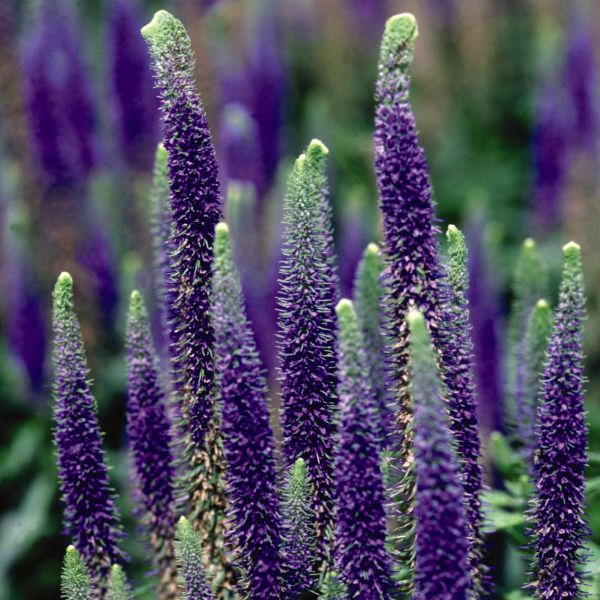 Royal Candles Speedwell Veronica (Veronica spicata 'Royal Candles'), a perennial featuring blue flowers and perennial.