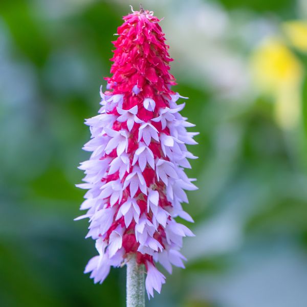 Vial's Primrose - Nature Hills Nursery - #1 Container 2 Pack -