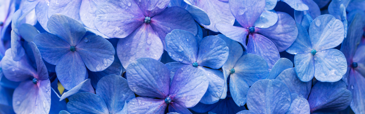 A dense cluster of vivid blue and light purple hydrangea flowers with small water droplets on the petals.