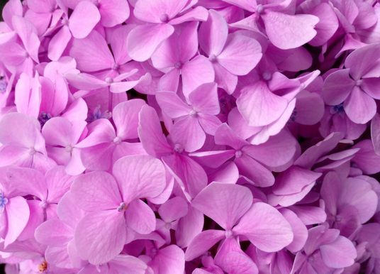 Close-up, full-frame view of vibrant pink and purple hydrangea flowers tightly clustered together, showcasing delicate petal textures.