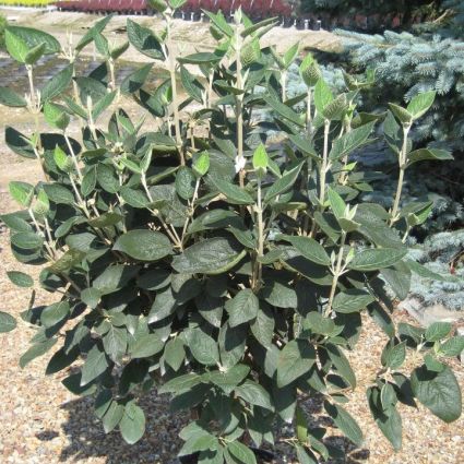 Close-up of yellow, white viburnum flowers on Alleghany Viburnum blooming in early spring to late spring.