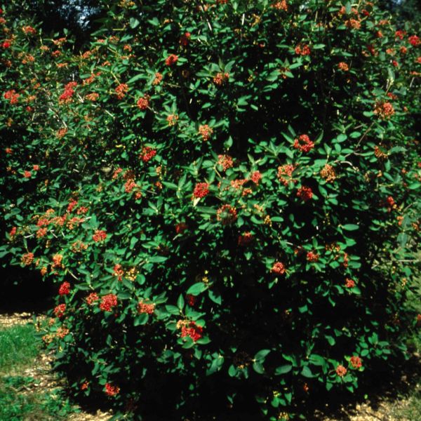 Alleghany Viburnum (Viburnum x rhytidophylloides 'Alleghany'), a shrub featuring yellow, white flowers and deciduous.