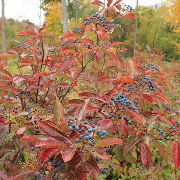 Brandywine™ Viburnum
