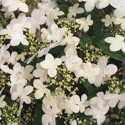 Summer Snowflake Viburnum (Viburnum plicatum tomentosum 'Summer Snowflake'), a shrub featuring white flowers and deciduous.