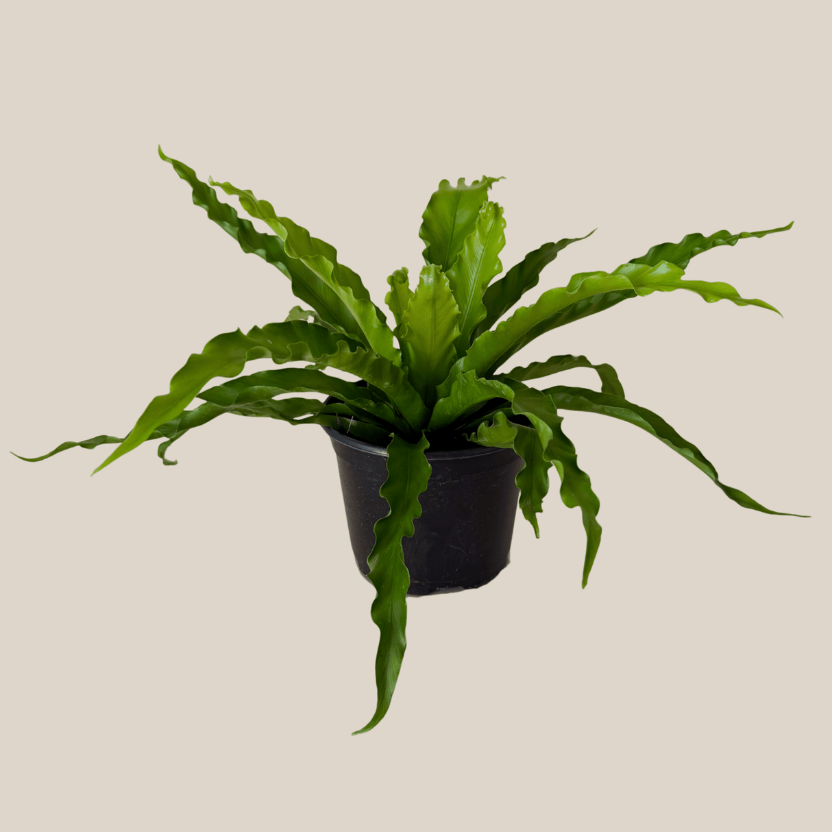 Asplenium Antiquum 'Victoria' Fern in a 6 inch pot, view 4