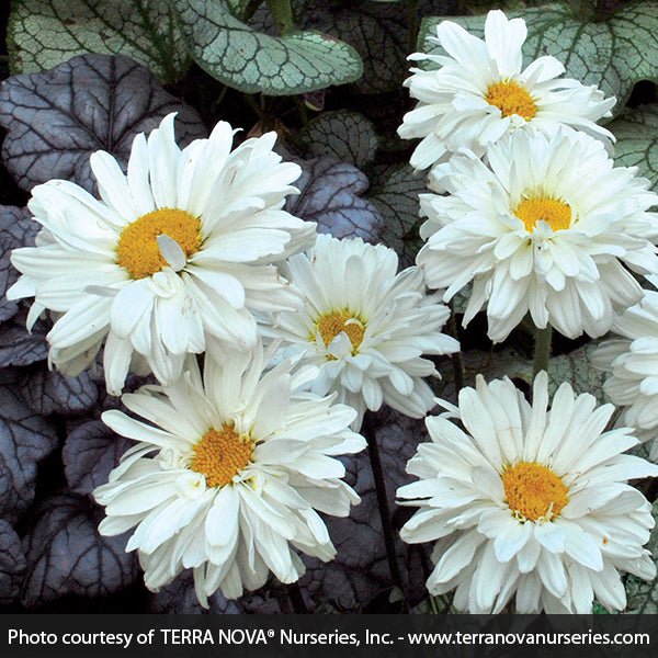 Perennial foliage of Victorian Secret Shasta Daisy (Leucanthemum x superbum 'Victorinan Secret') in a garden setting.