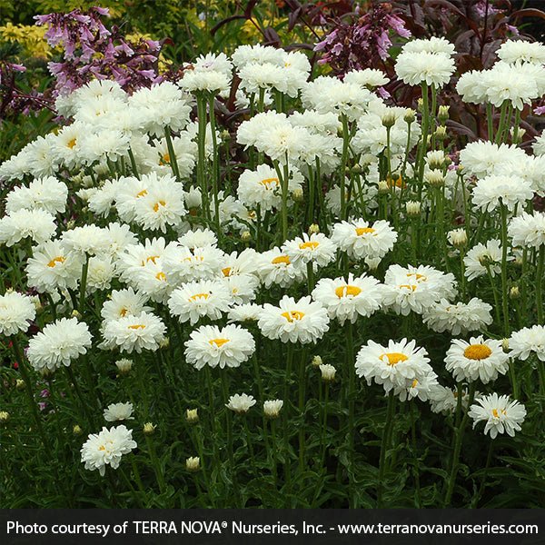 Victorian Secret Shasta Daisy (Leucanthemum x superbum 'Victorinan Secret'), a perennial featuring white flowers and perennial.