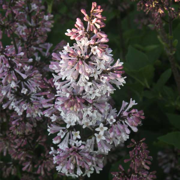 Violet Uprising™ Lilac