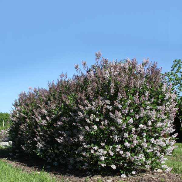 Violet Uprising™ Lilac