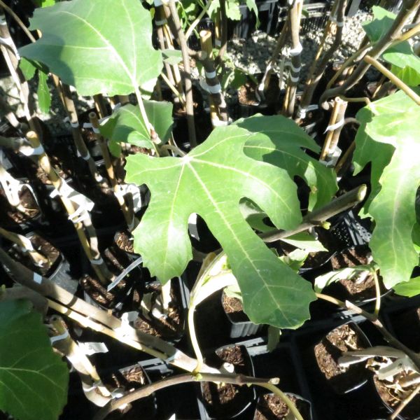 Detail view of Violette de Bordeaux Fig Tree (Ficus carica 'Violette de Bordeaux') showing plant structure and foliage.