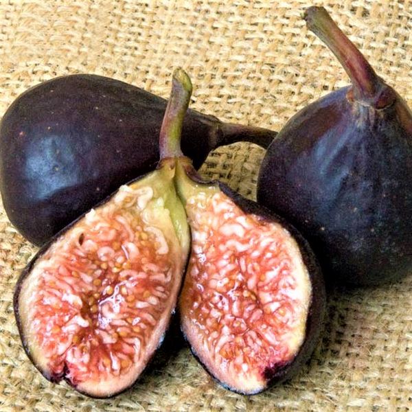 Violette de Bordeaux Fig Tree (Ficus carica 'Violette de Bordeaux'), a tree featuring deciduous and erect, multi-stemmed form.